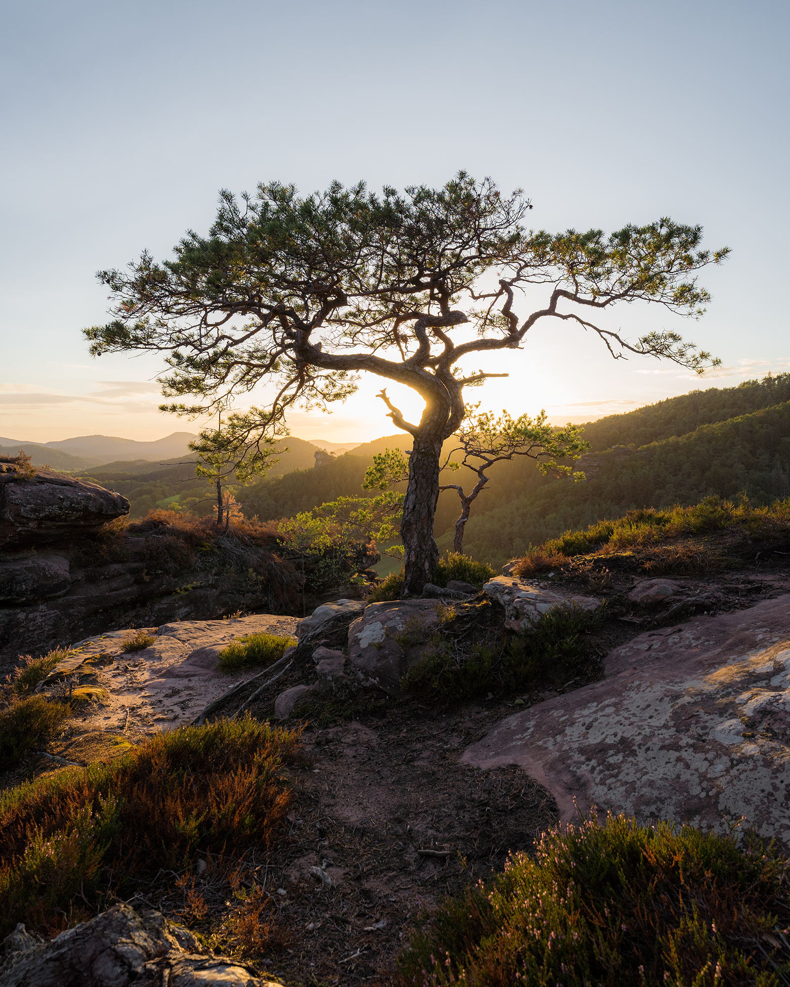 Kiefer im Bärenbrunner Tal