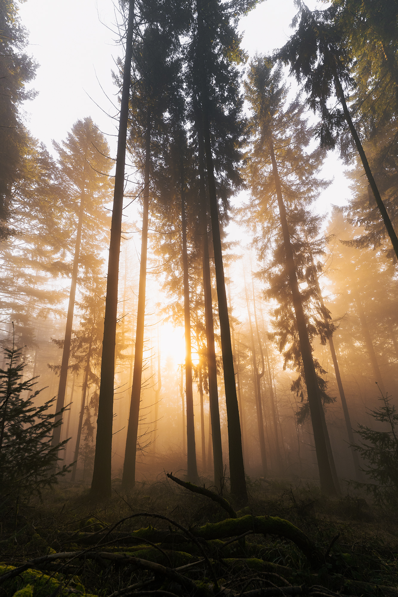Nebelstimmung im Pfälzerwald