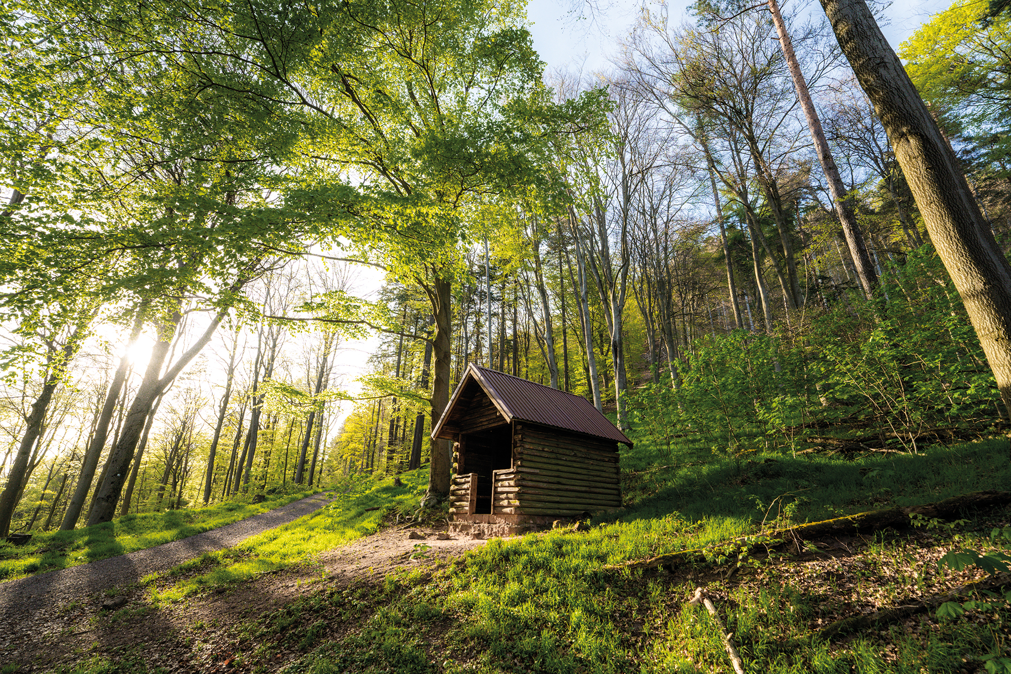 Tief im Pfälzerwald