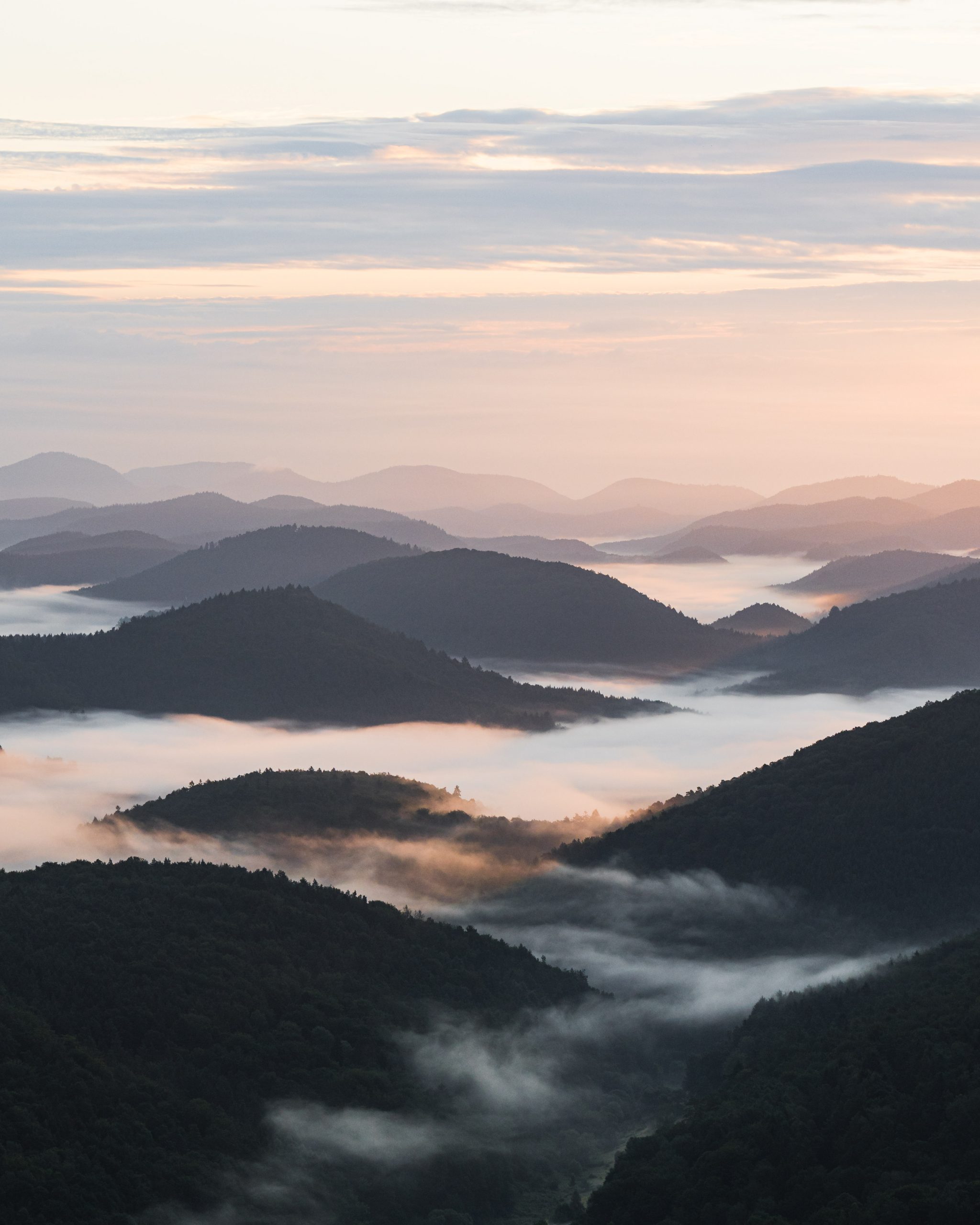 Hügel im Pfälzerwald