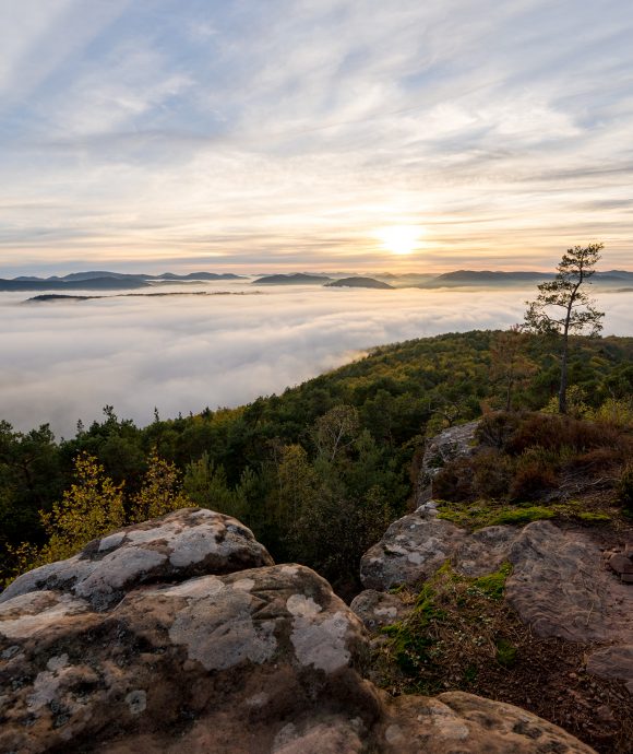 Stimmungsvolle Landschaften in der Pfalz